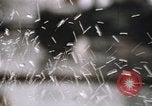 Image of Baltimore Riots Baltimore Maryland USA, 1968, second 3 stock footage video 65675044701