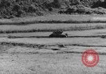 Image of US Army M4 Sherman tanks in Korean War Korea, 1952, second 42 stock footage video 65675044764