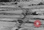 Image of US Army M4 Sherman tanks in Korean War Korea, 1952, second 46 stock footage video 65675044764