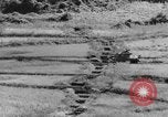 Image of US Army M4 Sherman tanks in Korean War Korea, 1952, second 47 stock footage video 65675044764