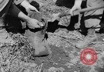 Image of 1st Battalion Korea, 1952, second 21 stock footage video 65675044765