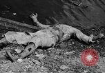 Image of Viet Minh soldiers Indochina, 1950, second 53 stock footage video 65675044766
