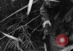 Image of French troops in combat at Diên Biên Phu Indochina, 1954, second 46 stock footage video 65675044778