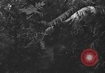 Standbild Oberst Sverdrup Nadzab New Guinea, 1943, aus Sekunde 26 historischem Filmmaterial Videoclip 65675044788