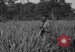 Immagine di Paracadutisti alleati Nadzab Nuova Guinea, 1943, secondo 3 filmato di repertorio 65675044793