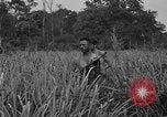 Immagine di Paracadutisti alleati Nadzab Nuova Guinea, 1943, secondo 4 filmato di repertorio 65675044793