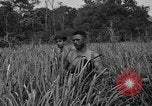 Immagine di Paracadutisti alleati Nadzab Nuova Guinea, 1943, secondo 6 filmato di repertorio 65675044793