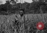Immagine di Paracadutisti alleati Nadzab Nuova Guinea, 1943, secondo 7 filmato di repertorio 65675044793