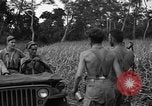 Immagine di Paracadutisti alleati Nadzab Nuova Guinea, 1943, secondo 15 filmato di repertorio 65675044793
