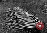 Image of United States Marines Guadalcanal Solomon Islands, 1942, second 8 stock footage video 65675044978