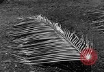 Image of United States Marines Guadalcanal Solomon Islands, 1942, second 9 stock footage video 65675044978
