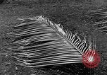 Image of United States Marines Guadalcanal Solomon Islands, 1942, second 10 stock footage video 65675044978