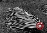Image of United States Marines Guadalcanal Solomon Islands, 1942, second 11 stock footage video 65675044978
