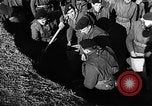 Image of flooded area Netherlands, 1953, second 3 stock footage video 65675045133