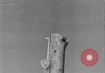 Immagine di L'aratura e la raccolta di frumento United States USA, 1936, secondo 1 filmato di repertorio 65675045147