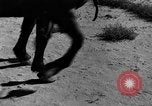 Immagine di La sovrapproduzione su American Plains conduce a vaschetta raccoglipolvere United States USA, 1936, secondo 6 filmato di repertorio 65675045148