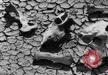 Image of wrecked farm during dust bowl United States USA, 1936, second 3 stock footage video 65675045149