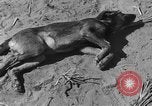 Image of wrecked farm during dust bowl United States USA, 1936, second 50 stock footage video 65675045149