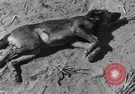 Image of wrecked farm during dust bowl United States USA, 1936, second 51 stock footage video 65675045149