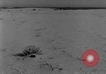 Image of wrecked farm during dust bowl United States USA, 1936, second 55 stock footage video 65675045149