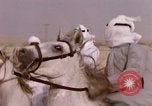 Immagine di Corsa di cammelli Bahrain, 1967, secondo 37 filmato di repertorio 65675045156