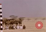 Immagine di Corsa di cammelli Bahrain, 1967, secondo 47 filmato di repertorio 65675045156