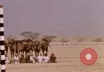 Immagine di Corsa di cammelli Bahrain, 1967, secondo 48 filmato di repertorio 65675045156