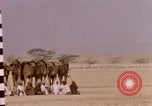 Immagine di Corsa di cammelli Bahrain, 1967, secondo 49 filmato di repertorio 65675045156
