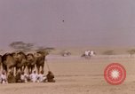 Immagine di Corsa di cammelli Bahrain, 1967, secondo 51 filmato di repertorio 65675045156
