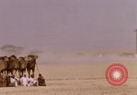 Immagine di Corsa di cammelli Bahrain, 1967, secondo 53 filmato di repertorio 65675045156