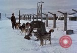 Image of dog sled team Alaska USA, 1960, second 5 stock footage video 65675045190