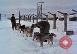 Image of dog sled team Alaska USA, 1960, second 7 stock footage video 65675045190
