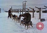 Image of dog sled team Alaska USA, 1960, second 8 stock footage video 65675045190