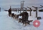 Image of dog sled team Alaska USA, 1960, second 9 stock footage video 65675045190