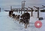Image of dog sled team Alaska USA, 1960, second 10 stock footage video 65675045190