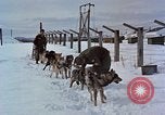 Image of dog sled team Alaska USA, 1960, second 11 stock footage video 65675045190