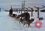 Image of dog sled team Alaska USA, 1960, second 12 stock footage video 65675045190