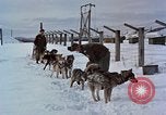 Image of dog sled team Alaska USA, 1960, second 13 stock footage video 65675045190