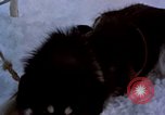 Image of dog sled team Alaska USA, 1960, second 14 stock footage video 65675045190