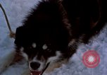 Image of dog sled team Alaska USA, 1960, second 15 stock footage video 65675045190