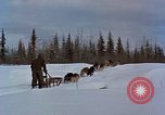 Image of dog sled team Alaska USA, 1960, second 16 stock footage video 65675045190