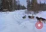 Image of dog sled team Alaska USA, 1960, second 28 stock footage video 65675045190