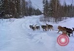 Image of dog sled team Alaska USA, 1960, second 29 stock footage video 65675045190