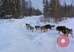 Image of dog sled team Alaska USA, 1960, second 30 stock footage video 65675045190