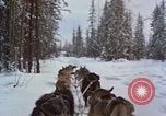 Image of dog sled team Alaska USA, 1960, second 37 stock footage video 65675045190