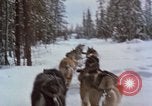 Image of dog sled team Alaska USA, 1960, second 39 stock footage video 65675045190