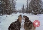 Image of dog sled team Alaska USA, 1960, second 41 stock footage video 65675045190