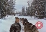 Image of dog sled team Alaska USA, 1960, second 43 stock footage video 65675045190