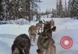 Image of dog sled team Alaska USA, 1960, second 48 stock footage video 65675045190