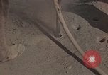 Immagine di Pulire la zona Il Vietnam, 1965, secondo 22 filmato di repertorio 65675045225